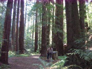 CA Redwoods