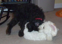 Poodle Playdate2 Poodle Playdate2