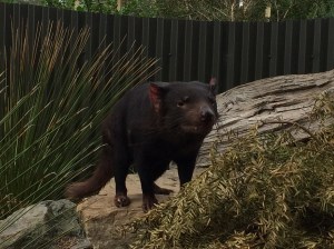 Tasmanian Devil