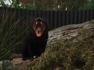 Tasmanian Devil
